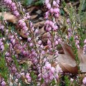 Erica x darleyensis 'Ghost Hills'